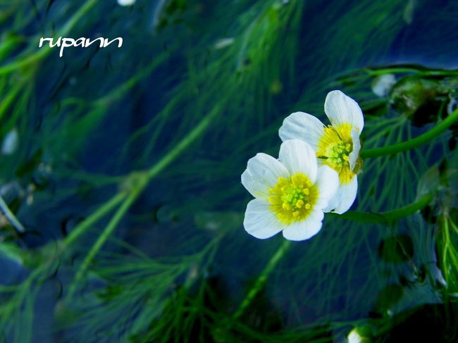 梅花藻【キンポウゲ科】<br />水温が年間を通して14℃前後の清水に群生する多年草の水草。<br />6月下旬～8月末ごろにかけて梅の花に似た小さな花をつける。<br />見ごろは7月中旬（梅雨明けごろ）～8月下旬。<br /><br />醒ヶ井水の宿駅http://www.samegai.jp/<br /><br />20110723　居醒の清水～梅花藻<br />大阪から片道約２時間電車に揺られて　<br />滋賀　醒ヶ井へ　梅花藻に会いに～<br />醒ヶ井駅の売店では　湧水が飲めるようになっていて<br />ミスト冷房もあり　重装備のハイカー達の憩いの場<br /><br />駅でマップを貰って歩いてすぐ地蔵川に行けます。<br />訪れた日は...地蔵川の水量が多く、流れもきつく<br />水面を覗きこまないと梅花藻が咲いてるかどうかわから～ん（泣）<br />台風の前には　梅花藻はいい具合に川面から浮き上がり<br />白い小さい花がいっぱい顔を出していたそうで<br />台風で梅花藻は沈んで砂を被り　湧水は透明になったものの<br />可愛い花は　水の中～　問い合わせればよかったなぁ...<br />湧き水は　ほんに冷とうて　<br />暑い日でしたが川べりの木陰は<br />冷やっこい風が吹き抜けてなんとも離れ難く<br />川沿いの店先に<br />地蔵川から水を引き込み観賞用にしてある梅花藻があり<br />間近で見れました。<br />そのお店の湧水で入れたコーヒーが旨い♪　1杯￥100<br />ライトアップは諦めて帰途に<br /><br />20110816　天神水と水車　梅花藻と百日紅<br />駅でレンタサイクルを借りて<br />田園風景を走り抜けて　<br />村中の道を上り、天神水へ<br />ここにはマスが泳いでました～<br />人も少なく静かで水車と梅花藻も川面から顔を出していました。<br />地蔵川へリベンジです。<br />百日紅のピンクと梅花藻の白が目に飛び込んできた～<br />前回は　水量が多くて川面から立ち上がる梅花藻はみれなかったけれど<br />今回は　梅花藻の上に散り落ちた百日紅とのコラボが♪<br />湧水でいれたアイスコーヒー1杯￥100のお店で<br />揚げたての小鮎の天ぷら￥200をパクリ　<br />心残りだった湧水で冷やしたスイカも頂いて～<br />帰ろうと思ったら　突然の豪雨～　<br />郵便局の駐車場で雨宿りさせて貰って　<br />駅前で居醒の湧水をペットボトルにつめて帰途に