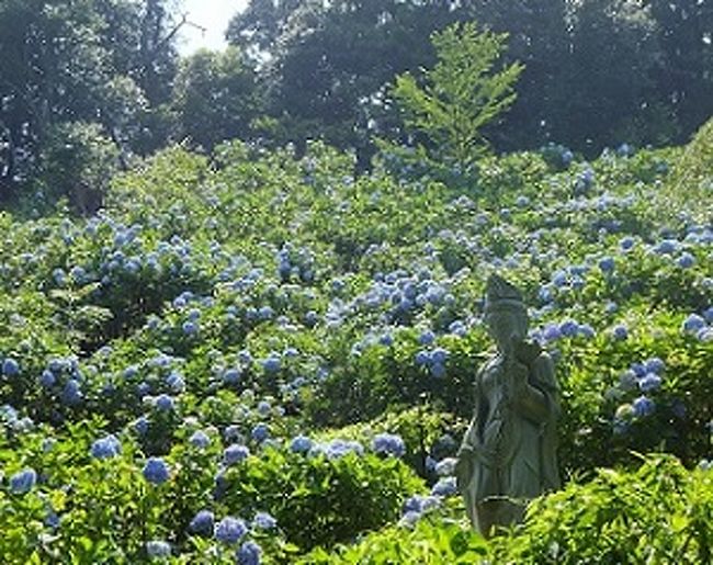 紫陽花は満開見頃<br />ジャパンブルーに染まっていました