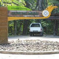 テングザルとコウモリの島　ボルネオ探訪記(２) 　グヌン・ムル国立公園へ