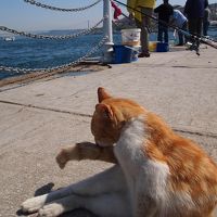 イスタンブールは猫の街♪
