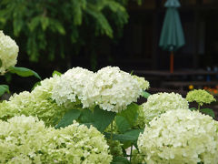 ２０１３　バラの季節は過ぎたけど、花久の里　では咲いてる花が有ります。　上