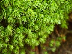 苔の森へ、北八ヶ岳ぐるっとハイキング。