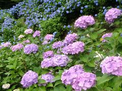 紫陽花・蛍・鮎 そして至福のぬる湯に癒される　神明温泉 すぎ嶋　（１）