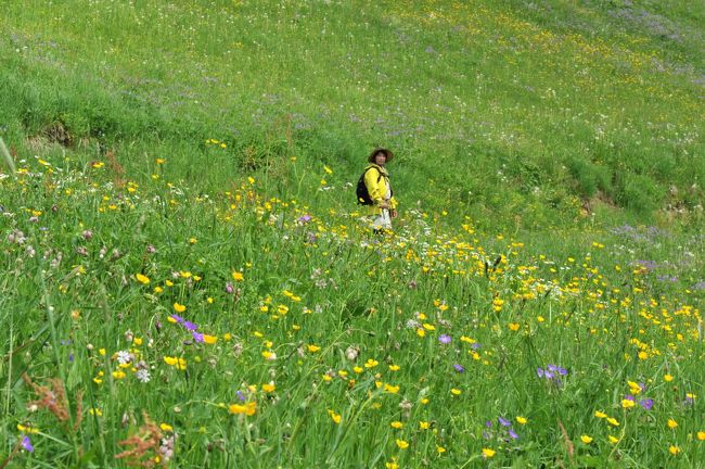 スイス花とハイキングの旅・ミューレン花の谷