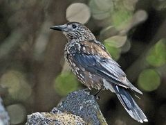 野鳥撮影記録（２０１３年７月富士山五合目付近）