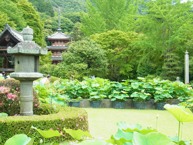 三室戸寺のあじさいが見頃とのことでしたので、早速出かけました。<br />前日の雨であじさいも生き生き、とてもきれいでした。<br />天気が回復した為か今まで訪れた三室戸寺の中で一番の人出でした。宇治の平等院が修復中なので、空いていると思ったのは甘かったようです。<br />そのあと宇治まで足を延ばして、宇治上神社・源氏物語ミュージアムに行ってきました。真夏日の中、久々の宇治観光を楽しみました。<br /><br />