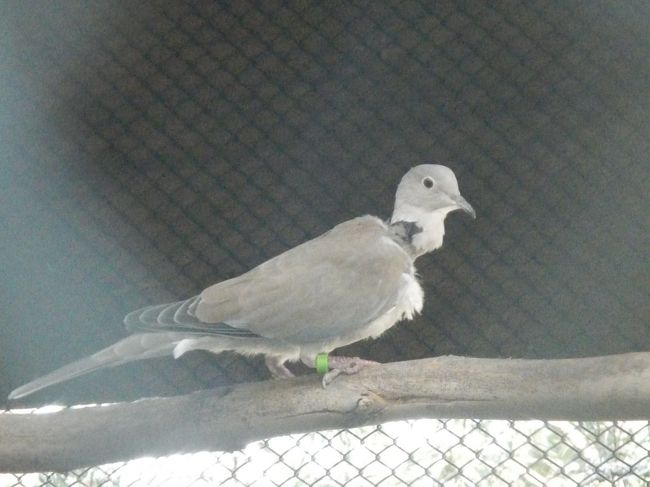 １１月１４日は埼玉県民の日だ。越谷市が関係している施設はこの日は入場料無料の施設がいくつかあるので回ってみた。<br /><br />写真は埼玉県の鳥でもあり越谷市の鳥でもある「シラコバト」。