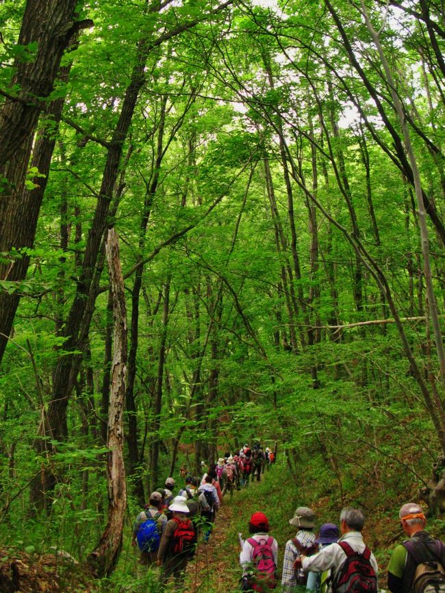 北杜市（ほくとし）は、山梨県の北西部に位置する市である。山梨県内の自治体として最北端にあたる。平成の大合併により、山梨県北巨摩郡に所属する8町村のうち、長坂町・高根町・大泉村・白州町・武川村・須玉町・明野村の7町村が合併して生まれた市である。残った小淵沢町も同市へ編入されたことにより、北巨摩郡は消滅した。市名である「北杜」は、植物の「ヤマナシ」を意味する「杜」から、「山梨県（杜）の北部」という意味をこめて命名された。<br /><br />八ヶ岳や甲斐駒ヶ岳といった山々に囲まれ、市域のおよそ3分の1が八ヶ岳南麓の冷涼な山岳高原地からなっているため、高原観光によって支えられている街である。市内にはアウトレットモール、牧場といった観光スポットが存在し、夏場には観光客が多くみられる。南アルプスからの湧水によるウイスキー製造、日本一長いといわれる日照時間や映画にも登場したヒマワリ畑などでも知られている。また市域には八ヶ岳連峰の最高峰である赤岳が含まれ、赤岳は山梨県の北端でもある。<br />（フリー百科事典『ウィキペディア（Wikipedia）』より引用）<br /><br />オオムラサキの里ウォーキング<br />京成バスシステム　　　4,300円　(入場料込)<br />各出発地～（首都高・中央道）～長坂IC～長坂総合支所（バス下車）…深沢橋…オオムラサキの森…生態観察園（昼食）…オオムラサキセンター（見学・バス乗車)～須玉IC～（中央道・首都高)～発地　　（最終：19：30頃着予定）<br />ウォーキング時間　約10km　約5時間30分(食事・見学時間含む)<br /><br />長坂総合支所については・・<br />http://www.city.hokuto.yamanashi.jp/hokuto/shiyakusyo/soshiki/1304994276-47.html<br /><br />オオムラサキセンターについては・・<br />http://oomurasaki.net/<br /><br />北杜市の観光については・・<br />http://www.hokuto-kanko.jp/walk/japanese/festival.html<br /><br />京成バスシステムについては・・<br />http://www.keisei-bus-system.co.jp/pc/p010000.php<br />