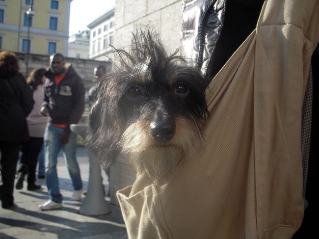 愛犬と初めて行ったイタリア旅行<br /><br />ローマからフィレンツェへ