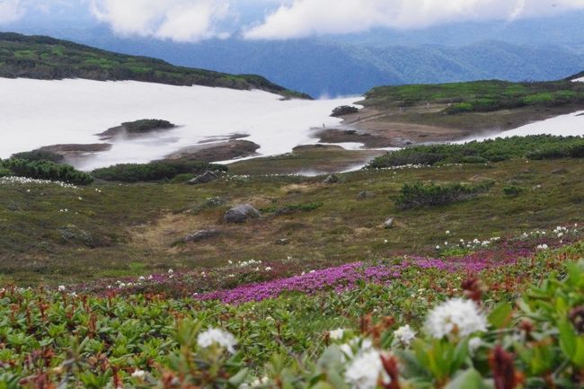 初夏の北海道スペシャル旅<br />いよいよ北の大地の旅の始まり〜<br />心配していた天候もフェリーでの荒海修行に耐えた<br />ご褒美のような素晴らしい天気に恵まれて<br />予定通りスタートは<br />大雪山国立公園内に位置し北海道の最高峰である旭岳<br />「神々の遊ぶ庭」カムイミンタラです。<br /><br />可憐に彩る花々<br />残雪と山肌のコントラストに心を奪われながらのハイキング<br />最高でした。<br /><br />旅程<br />☆7/3 新日本海フェリー舞鶴→小樽 はまなす乗船00:30 小樽着20:45<br /> 宿泊 小樽朝里クラッセホテル<br />★7/4 大雪山旭岳 <br /> 宿泊 層雲閣グランドホテル <br />☆7/5 大雪山黒岳 ワッカ原生花園 <br /> 宿泊 あばしり湖鶴雅リゾート<br />☆7/6 小清水原生花園 知床観光船(ウトロ〜硫黄山) <br /> 宿泊 知床PH風なみ季<br />☆7/7 知床五湖 野付半島 摩周湖 <br /> 宿泊 ラピスタ釧路川<br />☆7/8 釧路湿原 <br /> 宿泊 十勝川温泉第一ホテル豆陽亭<br />☆7/9 富良野・美瑛 <br /> 新日本海フェリーあかしあ乗船23:30 小樽→舞鶴<br />☆7/10 舞鶴着21:00 <br /><br />
