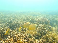 ニューカレドニア旅行記～４日目２／２カヌメラ湾でシュノーケル～