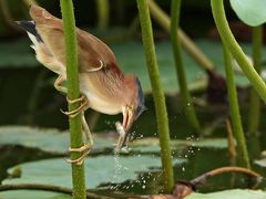 野鳥撮影記録（２０１３年７月後半）