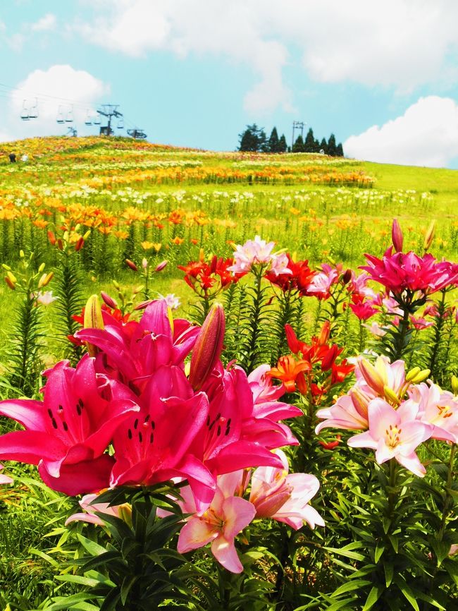 ご訪問をありがとうございます。<br /><br />夏のゲレンデをお花畑にすることが定着化しつつある昨今。<br />地元滋賀県の箱館山スキー場に、ゆりを観に行ってきました。<br /><br />お花を愛でる旅行記はいいですね。<br />緑ばかりが目立つ私のブログが、ぱ〜〜っと華やかになります♪<br /><br /><br />びわ湖箱館山ゆり園<br />7月5日（金）〜9月1日（日）<br />ゆり約50種、250万輪