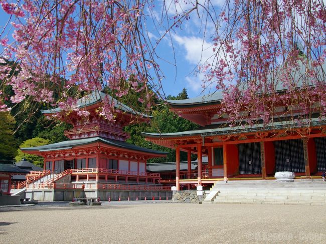 2013年の桜旅の最後を締めくくるのは、世界遺産としても登録されている『比叡山延暦寺』です。<br />「滋賀の桜の名所と言ったらどこだろうなぁ…」と検索し、色々と素敵なスポットあるものの、この中で僕の琴線に触れたところ、ということで、この場所を選びました。<br /><br />滋賀県の春の範囲も非常に広いんですよね。県の1/6を、琵琶湖が占めるわけですから、ほとんどのところが平地であり、また気温の寒暖も、津では大坂や京都とほとんど変わらず、北上して彦根〜米原、さらに北上すると余呉等、その気温差もそれほど大きくはありません（何と言ってもそれ以北は北陸）。<br />しかし、西部の山沿いになると気候は一変。それほど標高が高くないにも関わらず、麓は初夏の気候なのに、山頂は場合によってはジャケット着込むくらいに寒い、という時があるくらいです。<br />延暦寺に行く前にも、初夏の季節に『びわ湖バレイ』に行きました。その時も、麓では日差しが強く結構暑かったにも関わらず、山頂では少し肌寒く、上着を羽織りましたから。幸い、風が弱かったので凍えるほどではないですけれど。 ^^;<br /><br />そんな感じで、滋賀は意外にも春の範囲を感じることが出来る、とてもお得な土地なんだな、と思っております。<br /><br /><br />夜行バスに乗って草津で下車。そこから電車を乗り継ぎ、坂本駅へ。比叡山へはケーブルカーに乗って登るため、ケーブルカーの駅まで徒歩。この、坂本駅（さらにはJR比叡山坂本駅）から、ケーブル坂本駅間の道がとても美しく、青々とした青もみじに彩られている様は、まさに初夏ならではの光景でした。きっと秋には、この道の葉が一斉に赤くなるんだなぁ… そうなった時の光景を、もう一回見てみたいなぁ、と思った次第です。 ^^<br /><br />ケーブルカーに乗って延暦寺へ。<br />延暦寺は、比叡山全域が境内となっているため、その土地の広いこと広いこと！ 場内を巡るのにバスが通っているくらいです。勿論、徒歩でぐるりと巡ることが出来ますが、比叡山だけで1日を費やすくらいに十分な時間を取っているのであれば可能だと思います。<br />また、やはり山よろしく、アップダウンが多数あります。さらに上の山頂へ続く道もあるため、登山の格好で境内に訪れる参拝客もちらほら。さすがは天台宗の総本山。一介の社寺とは訳の違う規模の大きさに、驚きを隠せません。<br /><br />しかしながら、肝心の境内の桜は、というと…<br />あ、あれ？ 思ったほど植樹数が少ない… (・ω・)<br />今回の延暦寺訪問は、横川の方へは行っておりませんので、何とも言えないところがありますが、少なくとも東塔・西塔では、植樹されているもののそれこそ見渡す限りの桜！ というわけではなく、ポツン、ポツン、とした感じ。個人的に一番豪華に思えたのが、東塔の阿弥陀堂前の枝垂れ桜。う〜ん… (・ω・)<br />こ、これは僕がそこまでしっかりと延暦寺を調べきれていないからなのだろうか。期待が大きかっただけに、落胆こそしないものの、ちょっぴりガッカリな面もありました。その代り、境内では至る所で石楠花が。桜が咲いているのに同時期に石楠花も咲き誇っている、というのも珍しいのでは、と思いましたけれど、鮮やかなピンク色で境内を染めていましたので、それはそれでよしとします。 ^^