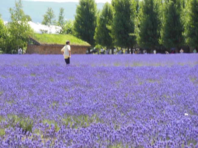 新婚旅行でスキーに行った富良野。<br />３３年ぶりにラベンダーが見たくて行ってきました。<br /><br />７月１３日　大阪　→　新千歳　　　　　札幌泊<br />　　１４日　札幌　→　富良野　　　　　富良野泊<br />　　１５日　富良野滞在<br />　　１６日　富良野　→　新千歳　→　大阪