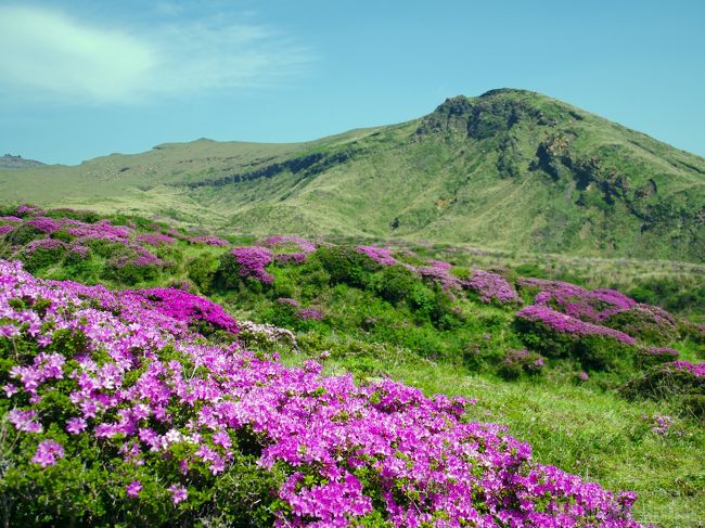 阿蘇山の山肌がピンク色に染まる… 未だ活発な火山活動を起こしている阿蘇山、噴煙と有害な火山ガスに包まれ、それによって生物の活動は阻まれ、登山地として有名でありながらも、たびたび入山制限が敷かれている山が、年に1度の短い期間、ミヤマキリシマのピンク色によって染まるのだそうです。<br /><br />今年の春は、3月上旬まで身に染みる寒さが続いたのに、3月半ばから急激に暖かくなり… 当初例年通りの桜の開花が、観測史上2番目に早い開花と、そして一気に散ってしまう結果となりましたね。それによって、花見イベントも軒並み前倒しになったとか。<br />その影響は桜に限らず他の植物にも影響しました。ミヤマキリシマは、春の終わりを告げ、そこから初夏に移るための5月末〜6月頭にかけて咲くのが通常と言われています。が、春の暖かさの影響が思わぬとことに波及し、仙酔峡のミヤマキリシマは5月半ばがピーク。5月末には、ほとんどが見頃を過ぎておりました… orz<br /><br />仙酔峡はその名の通り、仙人が酔いしれるほど美しい峡谷の風景を愛でることが出来ることから名づけられた場所。ミヤマキリシマが見ごろの頃は、殺風景な山肌もピンク色に染まり、眼下に見下ろす阿蘇の町並みがとても素晴らしいのです。<br />……のはずなのですが、まだ咲きそろっていない株がいくつか散見されたものの、概ね見頃は終了。早々に立ち去るはめになろうとは。 (´д`)<br /><br />仙酔峡はダメでも、阿蘇山の山頂は見頃を迎えているということですので、踵を返して山頂を目指することにしました。<br />今回の阿蘇の旅も交通機関を利用したのですが、阿蘇駅から阿蘇山山頂へのバスが出ています。本数は1日5〜6往復くらい。想像していたよりかは本数があったと思います。それに乗って山頂へ。<br /><br />後で知ったことなのですが、ミヤマキリシマは火山活動により生態系が攪乱された山肌の優先種として生存できる花なのですね。逆に火山活動が終息し植物の遷移によって森林化が進むと生息できなくなる、とか。<br />活発な火山活動があるからこそ美しく咲き誇るミヤマキリシマ… 生物の生息を拒む火山地帯であるのに、まさかその恩恵を受けて育っていたことを知り、感銘を受けました。ここには、ギリギリのラインでの生と死の鎖が、輪が連なっている、そう感じざるを得ないところだったのです。いや、そんなところだからこそ、懸命に生きようと美しい花を咲かせるのでしょうね。だって、ミヤマキリシマも生きるためには、花粉を運んでもらわなければならない。そのためには虫を引き寄せる必要がある。この、噴煙と有毒ガスが蔓延する地に虫を。<br /><br />生命の駆け引き。すぐ隣り合わせの死。生きるための渇望。たった一瞬なれど煌めく生命の輝きを、この地で実感した旅でした。<br /><br /><br />この日、火口付近では僅かな時間立ち入り制限が解除されたのですが、僕が到着した時には警告が鳴って敢え無く立ち入りできず……<br />ま、まぁ身の安全が大事ですから… とは申せ、ちょっと残念だったなー、と思った次第です。 (￣q￣)