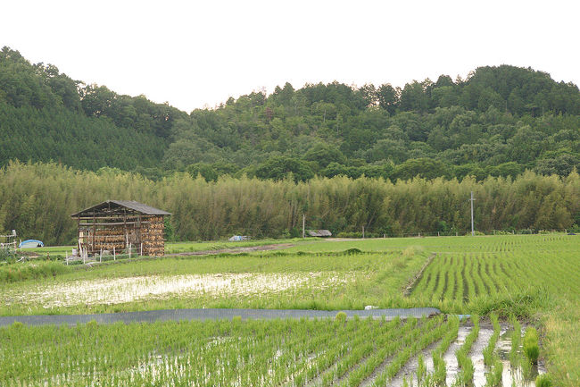 ホタルを探しに亀岡に行ってきました。<br />実は、学生時代に、亀岡の山奥でホタルを見た事があります。<br />その時、あまりにもホタルが多く舞っていて、感動したのを覚えています。再び、あのホタルを…。<br />残念ながら、この旅行記には、ホタルの姿は無いですが(撮れなかったのです…)、ホタルを確認する事が出来ました。<br /><br />去年のホタルの旅行記<br /><br />滋賀旅行記～2012 米原市内編～<br />http://4travel.jp/traveler/rokuo/album/10720648/