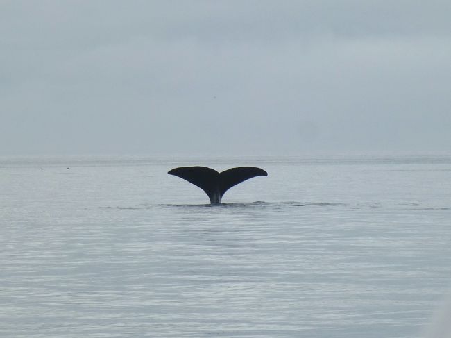 いつかは行きたいと思っていた知床・・知床五湖を歩き、クジラウォッチングの船に乗り、たっぷり自然を満喫してきた♪<br /><br />10日後半<br />知床峠を越え羅臼へ<br />まずビジターセンターで知床の動物達の剥製や骨格見本を見る。<br /><br />知床東半島クルーズではマッコウクジラに出会った!<br />雨もやみ、遠く国後島も見えた。