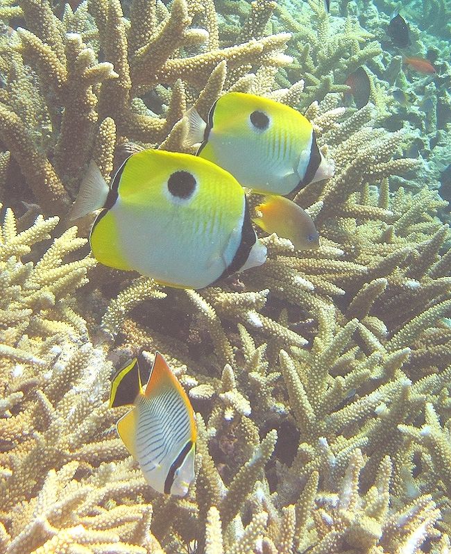 まさかの台風発生！～それでも夏の西表の海は～その１