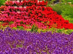 河口湖ハーブフェスティバル　八木崎公園で　☆ラベンダーの花咲くころ