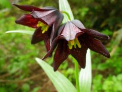 初夏の北海道　スペシャル旅　3日目　山・花巡り　大雪山黒岳、　ワッカ原生花園への途中で洗礼を受け（ーー；）、　博物館網走監獄