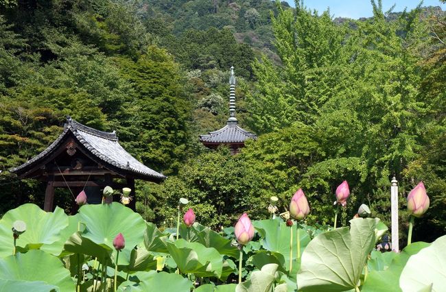 4トラベル100回記念の京都旅行です。<br />1日目の午後は宇治を訪ねます、当初宇治は平等院の鳳凰堂、宇治上神社本殿共、平成の大修理で取壊されている為、黄檗山万福寺と三室戸寺のみを訪ねる予定でした。<br />しかしカミサンから、今回の旅行のテーマは源氏物語なのだから、宇治には是非行きたい、又宇治の源氏物語ミュージアムも訪ねたいと云うので急遽変更です。<br /> 京阪中書島駅から宇治線に乗り、先ず三室戸駅で下車します。<br />山に向って15分も歩くと三室戸寺が見えて来ます。<br />西国十番札所でもあります。<br /> <br /> <br /> (写真は三室戸寺)