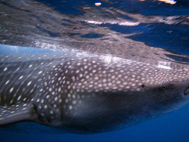 ∴‥∵‥∴‥∵‥∴‥∴‥∵‥∴‥∵‥∵‥∴‥∵‥∴<br />メキシコ／カンクン旅行３日目<br />★★ジンベエザメシュノーケル★★<br />　野生のジンベイザメを追いかけるぞー！！<br />　　　  ∧_∧<br />　　ヽ(* ’ω’)ﾉ <br />　 　  |　 /　　 <br />　  　 UU<br />今回もお世話になったのはクイーン・エンジェルさん<br />☆ガイドのコウさんありがとうございました<br /><br />◇料金：２００ＵＳドル／人<br />◇天候：曇り時々雨<br />ホテル脇のダイブショップ「ソロブセオ」６時４５分に集合。<br />そこからジンベエザメを探して約１時間半<br />∴‥∵‥∴‥∵‥∴‥∴‥∵‥∴‥∵<br /><br />ジンベエの群れは魚の卵を食べに集まるから、群れのいるところは海藻みたいな臭いもするそうです。<br />天候が悪いので心配でしたが、なんと私たちのボートが一番始めにジンベエザメの群れを発見しました！マンタもいたーｗｗ<br />d┃・∀・┃b☆ﾁｮｰﾗｯｷｰ<br />群れを発見したボートは、他のボートにも情報を送るのでしばらくするとボートが沢山集まってきます。ボートが集まってくると群れがばらけてしまいますがそれまでは群れを独占ｖ<br /><br />生憎と途中で雨風が強くなってきてしまい、ジンベエもだんだん離れていってしまったので２アタックで戻りました「残念・・・」<br /><br /><br />★★ココ・ボンゴ(CoCo BONGO)★★<br />https://www.cocobongo.com/?lang=en<br />d(ゝ∀･)☆<br />ヒップホップな曲やダンス＆ショーで超おすすめ!!<br />楽しめますので時間があれば是非いってみて下さーい♪<br />◇料金：日曜７０ＵＳドル／人（曜日・季節で異なります）<br />◇営業時間：２２時３０分～翌５時（ショーは２３時から）<br />　　　　∧＿,∧　♪<br />　　 (( (･ω･` )<br />♪　　 /　つ⊂) ))　♪　ﾀﾞﾝｽﾀﾞﾝｽ<br />　　((( 　 〈<br />　　　 (＿) ヽ_）