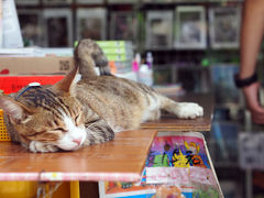 夏まっさかりの台湾で猫たちに出会う旅　番外編（猫だらけ）