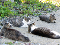 猫の楽園”田代島”へ