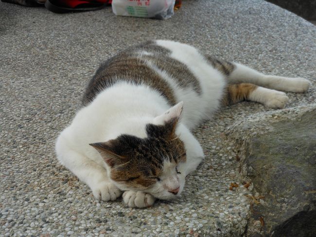 <br />今回の旅のメインイベント ホウトンへ猫に会いに行ってきました♪<br />初めて台湾鉄道に乗り、ドキドキ(＠_＠;)<br />台北から約１時間で到着！<br /><br />カワイイ猫たちに出会えました(^_-)-☆<br />癒されます！