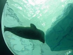 子連れで初めての大阪旅行（その１）～海遊館とヒルトン大阪エグゼクティブラウンジ～