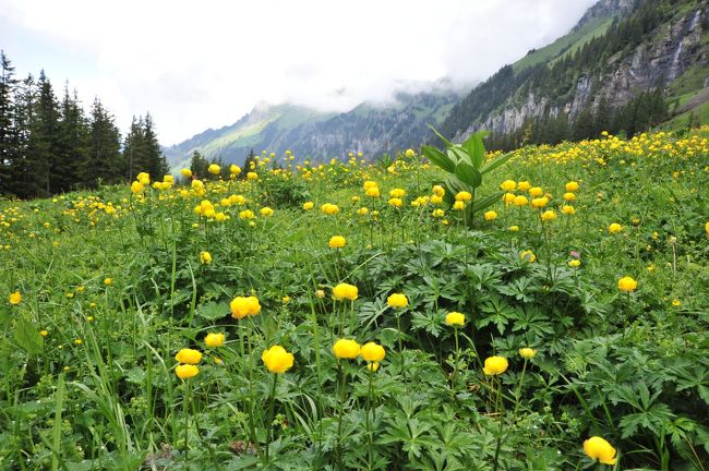 スイス花とハイキングの旅・クライネシャイデックからアルメントハイキング