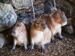 長崎旅行　カピバラに会いに行く編