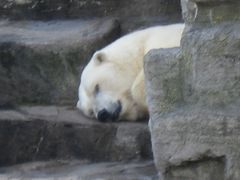 シェンブルンの動物園