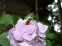 よろこんで！初★気仙沼と世界遺産の平泉【中尊寺】