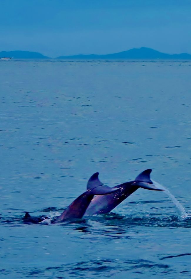 長崎県南島原市口之津町  <br /> 島原半島の最南端、有明海の入口に位置し、早崎半島に囲まれた天然の 良港である。１６世紀に領主有馬義貞は口之津を開港し南蛮貿易の拠点 とした。１５６７年に最初の南蛮船が来航した。このときの来航地が 「南蛮船来航の地」として現在の海岸線より約３００ｍ程度山手にあり、 まわりは公園として整備中であった。(1999/7/20)<br />以後１５９０年に日本で最初の活版印刷機が入ってきたりと口之津は国際色あふれる港町として大いに栄えた。<br />また、領主有馬義貞はキリス教の布教を許し、教会が建てられ住民の大 半はキリシタンになった。しかし以後徳川家康の禁教政策により有馬直 純は日向（延岡）に移封され、後の松倉重政、次の勝家の時代には一層 禁教政策の監督が強化され多くの犠牲者が出た。<br />そして１６３７年についに島原の乱が発生し４ヶ月の戦いで一揆軍３万 人余りは全員戦死し口之津の領民も全員戦死した。その後天領であった小豆島より住民が入植し、口之津は復興した。<br />（　http://www.yumei-hotel.co.jp/hotel/history/http://www.yado.co.jp/kankou/nagasaki/simabara/kutinotu/kutinotu.htm　　より引用）<br /><br />天草と島原半島の間にある早崎海峡近海に生息しているイルカは、マイルカ科のミナミバンドウイルカです。<br /><br /> 暖水性、沖合性で遊び好きの人懐っこいイルカとして親しまれています。背中が灰色で腹が白いのが特徴です。  <br /> 季節を問わず1年中、 約300頭ものイルカが定住しています。<br /> 潮の流れが速く、小魚やイカなどが豊富で イルカたちもここに住みついています。<br />　野生のイルカなのでエサは　与えていません 。 エサを追っているときは、とても早く泳ぎます<br />親子イルカが見られるのは、5月〜10月ぐらいです。<br />  (http://www.iruka-watching.com/photo.html  より引用)<br /><br />イルカウォッチングについては<br />http://www.dolwatch.jp/<br />http://www.iruka-watching.com/index.html<br />http://天草イルカインフォメーション.com/<br />