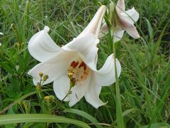7月はやっぱり茘枝（ライチ）、そしてJ・トーの「盲探」を。