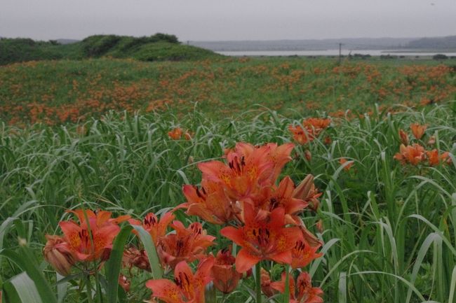 初夏の北海道　スペシャル旅　４日目　小清水原生花園　知床観光船硫黄山コース