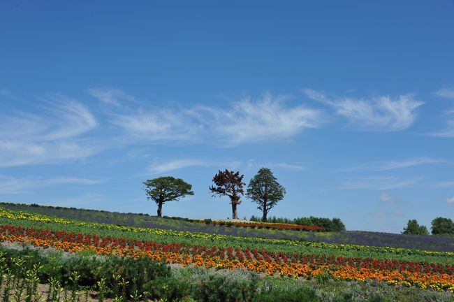 ７月の中旬に初夏の北海道を一週間旅して来ました。<br />まず車で仙台へ行き従兄弟と合流したあと、苫小牧までフェリーで行きました。<br />新冠、富良野、札幌、小樽、登別と回ったあと、函館に行き、青森までまたフェリーで行って、東北道で帰りました。<br />新冠の牧場、富良野のラベンダーなど、初夏の北の大地を満喫しました。<br />