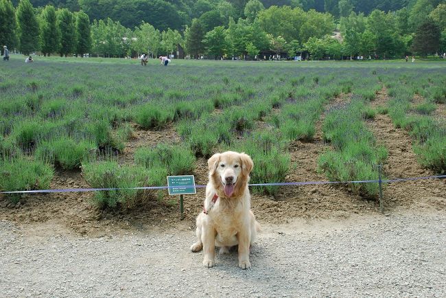 ラルフ北海道に行く、その2です。<br />洞爺湖の乃の風リゾートに宿泊した翌日は霧の朝で、サイロ展望台からの洞爺湖は霧に包まれていました。<br />この日は札幌の夫の友人と40年ぶりに再会することになり、札幌泊にしたので、途中ニセコに行ってみることにしました。ニセコに行った頃から霧も晴れて来て、羊蹄山も顔を出し、ヒルトンニセコビレッジで一休みし、札幌に向かいました。札幌パークホテルに宿泊し、夕食は夫の友人と共にし再会を楽しみました。<br />翌日は、札幌観光もそこそこに、富良野に向かいました。<br />富良野は、新富良野プリンスに泊まり、富良野、美瑛を観光し、雄大で美しい北海道に感動しました。