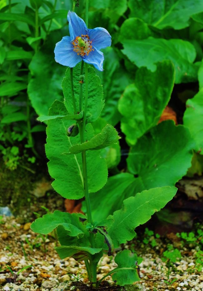 メコノプシス属(学名:Meconopsis)はケシ目ケシ科の属の一つ。ケシ属とは多くの共通する特徴を有するが、花柱が明瞭に認められる点により区別される。 属名のメコノプシスMeconopsis は「ケシに似た」という意味のギリシャ語で、直訳すればさしづめ「ケシモドキ」である。この属名がそのまま園芸名としても通用するので、特に和名は定められていないが、本属代表種 M. betonicifolia の俗称「ヒマラヤの青いケシ」にちなんだアオイケシというカナ表記がされることがある。高山帯が原産地のため暑さには極端に弱く、ゆえに日本の多くの地域では夏が越せず栽培は格段に難しいとされる。しかし日本でも北海道、東北地方、中部地方などの山岳地帯では比較的栽培し易い。植物体に毛が生えている。丈に比較して大きな花を咲かせる。基本的に四弁花であり稀に五弁、六弁の種がある。低温性で寒さには強い。といった特徴の多くがケシ属と共通する。ヒマラヤ産種には青い花を咲かせる種があり、それらはヒマラヤの青いケシとして非常に有名であるが、本種の分布の中心はチベットから中国西部にかけてであり、ヒマラヤはむしろ分布の辺縁域に当たる。園芸化されているものも中国西部産の種が多い。メコノプシス・ベトニキフォリアMeconopsis betonicifolia Franchメコノプシス・ベトニキフォリアHimalayan blue poppy一般にヒマラヤの青いケシといえば本種を指し、英名もそうなっているが主産地は中国雲南省北西部の高山地帯である。多年生であるため、一度根付けば種から育てる必要は無く、その点栽培の難しい本属の中では栽培しやすいといえる。(フリー百科事典『ウィキペディア(Wikipedia)』より引用)ヒマラヤの青いケシについては・・http://www.mtlabs.co.jp/shinshu/event/bluekesi.htmhttp://www.youtube.com/watch?v=nPj5r2pAucsアルプの里については・・http://www.yuzawakogen.com/green/nature.html#anchor01http://www.yuzawakogen.com/topics/219湯沢高原については・・http://www.yuzawakogen.com/越後湯沢駅(えちごゆざわえき)は、新潟県南魚沼郡湯沢町大字湯沢主水にある、東日本旅客鉄道(JR東日本)の駅である。上越新幹線と、在来線の上越線が乗り入れている。(フリー百科事典『ウィキペディア(Wikipedia)』より引用)越後湯沢の観光については・・http://yuzawaonsen.jp/