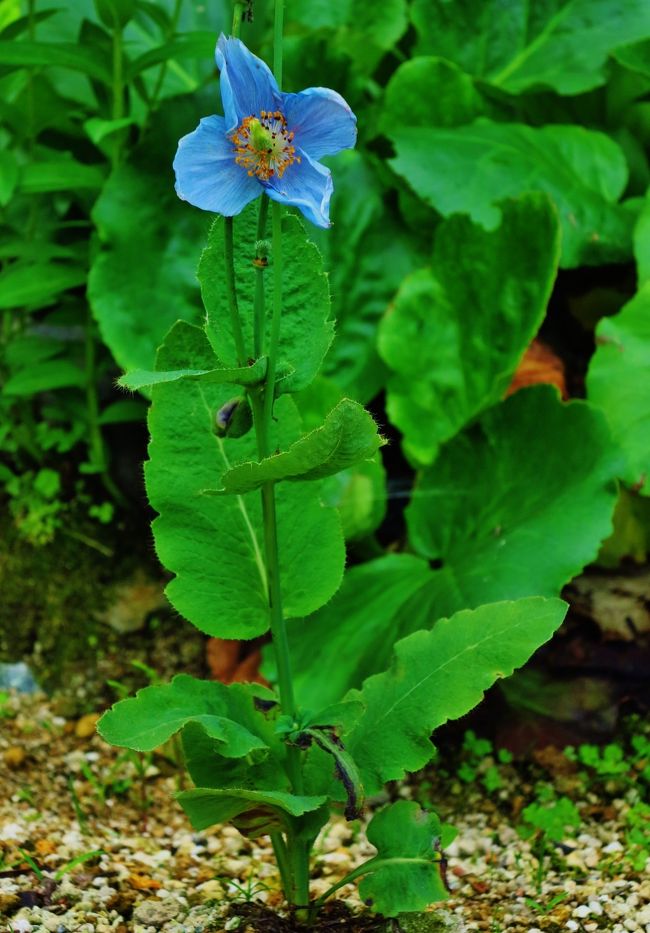 メコノプシス属（学名：Meconopsis）はケシ目ケシ科の属の一つ。ケシ属とは多くの共通する特徴を有するが、花柱が明瞭に認められる点により区別される。 属名のメコノプシスMeconopsis は「ケシに似た」という意味のギリシャ語で、直訳すればさしづめ「ケシモドキ」である。この属名がそのまま園芸名としても通用するので、特に和名は定められていないが、本属代表種 M. betonicifolia の俗称「ヒマラヤの青いケシ」にちなんだアオイケシというカナ表記がされることがある。高山帯が原産地のため暑さには極端に弱く、ゆえに日本の多くの地域では夏が越せず栽培は格段に難しいとされる。しかし日本でも北海道、東北地方、中部地方などの山岳地帯では比較的栽培し易い。植物体に毛が生えている。丈に比較して大きな花を咲かせる。基本的に四弁花であり稀に五弁、六弁の種がある。低温性で寒さには強い。といった特徴の多くがケシ属と共通する。ヒマラヤ産種には青い花を咲かせる種があり、それらはヒマラヤの青いケシとして非常に有名であるが、本種の分布の中心はチベットから中国西部にかけてであり、ヒマラヤはむしろ分布の辺縁域に当たる。園芸化されているものも中国西部産の種が多い。メコノプシス・ベトニキフォリアMeconopsis betonicifolia Franchメコノプシス・ベトニキフォリアHimalayan blue poppy一般にヒマラヤの青いケシといえば本種を指し、英名もそうなっているが主産地は中国雲南省北西部の高山地帯である。多年生であるため、一度根付けば種から育てる必要は無く、その点栽培の難しい本属の中では栽培しやすいといえる。（フリー百科事典『ウィキペディア（Wikipedia）』より引用）ヒマラヤの青いケシについては・・http://www.mtlabs.co.jp/shinshu/event/bluekesi.htmhttp://www.youtube.com/watch?v=nPj5r2pAucsアルプの里については・・http://www.yuzawakogen.com/green/nature.html#anchor01http://www.yuzawakogen.com/topics/219湯沢高原については・・http://www.yuzawakogen.com/越後湯沢駅（えちごゆざわえき）は、新潟県南魚沼郡湯沢町大字湯沢主水にある、東日本旅客鉄道（JR東日本）の駅である。上越新幹線と、在来線の上越線が乗り入れている。（フリー百科事典『ウィキペディア（Wikipedia）』より引用）越後湯沢の観光については・・http://yuzawaonsen.jp/