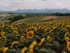 ♪2013富良野・美瑛　その2　（ひまわり畑）