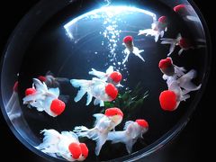 日本橋　アートアクアリウム"Art Aquarium"～江戸・金魚の涼～とリムジンボードで日本橋・隅田川クルーズ