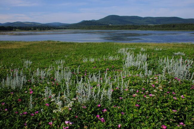 旅の二日目は、午前３時に起床。<br />夏の北海道の日の出は早く、このような時間に起きることになったのだ。<br />だが、その甲斐もあって、素晴らしい朝日を拝むことができた。<br />この日は、オホーツク海沿岸を北上し、途中の原生花園などを観ながら稚内へと向かう。<br />立ち寄ったのは、前日に夕陽を観たシブノツナイ湖と、その隣にあるコムケ湖とコムケ原生花園、紋別市の北にあるオムサロ原生花園、ガラス張りの展望台のある日の出岬、ウスタイベ千畳岩、北見神威岬、クッチャロ湖、ベニヤ原生花園、モケウニ沼、エサヌカ原生花園、そして宗谷岬。<br />最後には、宗谷湾に沈み損なった夕陽を道路脇から眺めた。<br />一時、今にも泣き出しそうな空模様になったものの、何とか持ち直してくれて、この日もたくさんの素晴らしい景色を堪能することができた。<br /><br />（2021.07.19投稿）