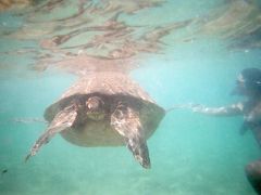 マウイ島の～んびり旅【６】ブラックロックでウミガメさんと泳ぐ！、カアナパリ、最後のリトルビーチ、帰国