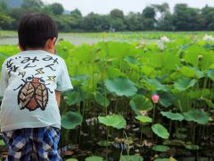 京都を歩く(173)　真夏の嵐山・嵯峨野へ　「名古曾の蓮」が咲く大覚寺大沢池の観蓮節