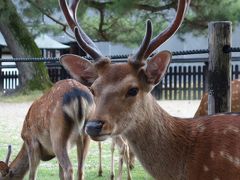 シカの寝ぐらはどこに。こっちも寝ぐらに帰りましょう。