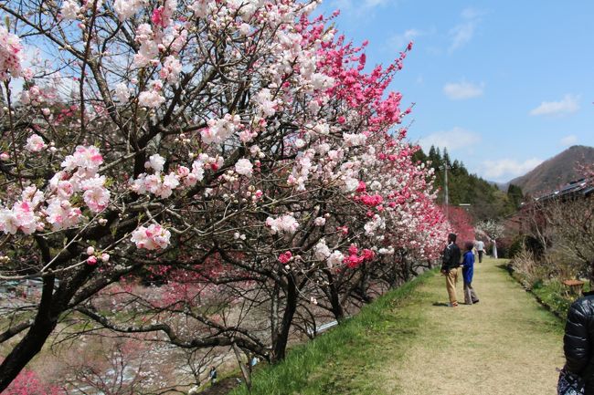 2013　ゴールデンウィークが始まり、花の季節となり、<br />地元TVで頻繁に紹介されている、昼神温泉「はなもも祭り」を見に行って来ました。<br />R１５３を南下、飯田を抜け昼神温泉に近くなると、沿道に「はなもも」が見られるようになって来ました。<br />白とピンクの花が綺麗です。<br />昼神温泉入り口のガイドセンターで花情報を確認して<br />月川温泉「花桃の里」に向かいます！<br /><br /><br />＊参考(昼神温泉公式サイト）<br />http://hirugamionsen.jp/about/hanamomo.html<br /><br />