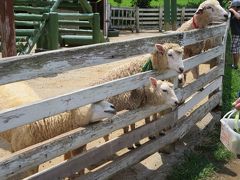 牧場へ行こう。--静岡　函南町--